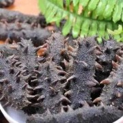 孕期吃海参有什么好处（怀孕几个月吃海参好）
