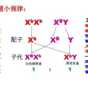 典型的父源性三倍体包括,胎儿三倍体是什么意思