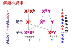 典型的父源性三倍体包括,胎儿三倍体是什么意思