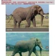 象的孕期（非洲大象雄性雌性区别）
