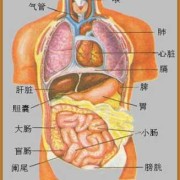 人体学是什么课程呢,胎儿内脏反位是什么意思