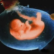孕期3个月宝宝图片（孕期3个月宝宝图片大全）