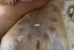 孕期体脂高（金丝熊孕期有多长）
