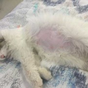 猫猫怀孕多久显肚子,怀孕肚子变化记录