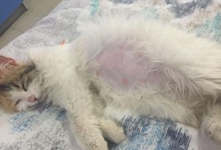 猫猫怀孕多久显肚子,怀孕肚子变化记录