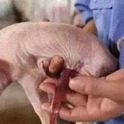 胎儿压脐带（动物的脐带怎么断的）