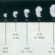 怀孕6月胎儿图片（2021怀孕的属相）