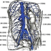 下腔静脉是什么,胎儿左位下腔静脉是什么意思