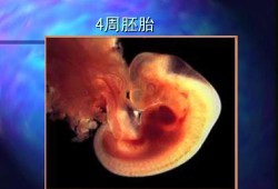 怀孕4周胎儿（怀孕4周胎儿有多大）