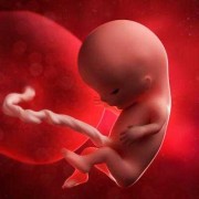 怀孕11周胎儿（刚怀孕十一周胎儿会动了吗?孕妇能感觉到不）