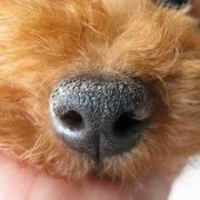 狗鼻子发干怎么回事,孕期鼻子干燥出血怎么解决