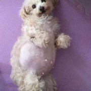 贵妇犬怀孕时间,贵宾孕期多久