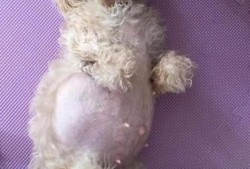贵妇犬怀孕时间,贵宾孕期多久