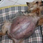 狗的怀孕期（狗的怀孕期有多久）