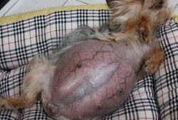 狗的怀孕期（狗的怀孕期有多久）