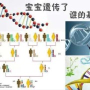 为什么外貌由父方决定,胎儿长相什么时候决定男女