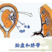 胎盘和胎儿的关系（胎盘是由谁提供的）