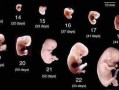 孕八周胎儿多大（8周胚胎正常大小是怎样的）
