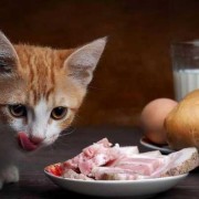 孕妇吃了鱼刺对胎儿有影响吗（猫咪怀孕不能吃什么）