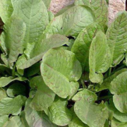 哪些野菜孕妇不宜吃,孕期吃野菜好吗