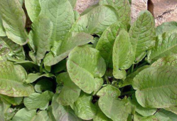 哪些野菜孕妇不宜吃,孕期吃野菜好吗