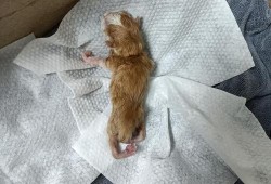 猫咪生下来腿弯曲怎么回事,胎儿腿弯曲是怎么形成的