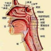 胎儿食道（胎儿食道）