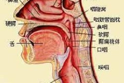 胎儿食道（胎儿食道）