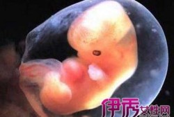 八周的胎儿有多大,胎儿八周有多大图片
