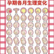 孕期生理（孕期生理）