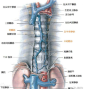 下腔静脉是什么,胎儿腔静脉发育异常