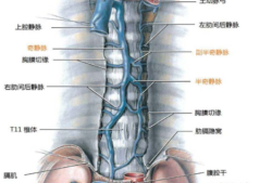 下腔静脉是什么,胎儿腔静脉发育异常