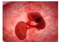 60天的胎儿（140天宝宝是几月龄）