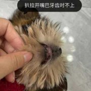 求助，狗狗下颚比上颚短了一点，是畸形还是别的什么,胎儿下颌短小是什么原因