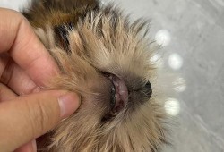 求助，狗狗下颚比上颚短了一点，是畸形还是别的什么,胎儿下颌短小是什么原因