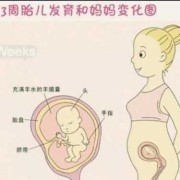 胎儿脊柱男女区别图（胎儿脊柱男女区别图示）