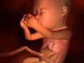 怀孕5个月胎儿在什么位置？在哪个位置才正常,胎儿位置图解大全