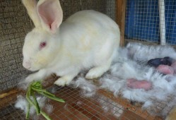 兔子孕期（兔子孕期多长时间生产）