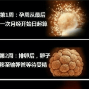 胎儿发育的过程（佛经描述胎儿发育的过程）