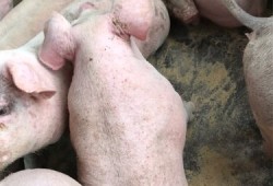 母猪什么时候驱虫,备孕期间能吃打虫药吗女性
