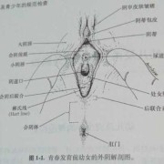 孕期外阴变化图片