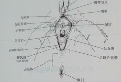 孕期外阴变化图片