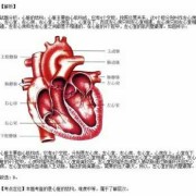 胎儿左心室强光点的原因（左心室有强光点是什么意思）