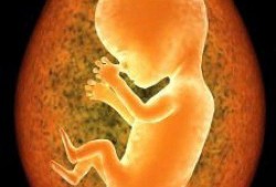 10周胎儿有多大（怀孕10周胎儿有多大）