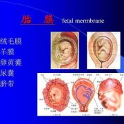 胎儿绒毛组织（胎儿绒毛组织是什么）