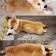 柯基能吃荔枝吗,孕期吃荔枝对宝宝有什么影响吗