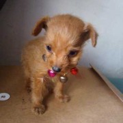 怀孕五十多天胎儿图（泰迪犬怀孕50天需要注意什么）