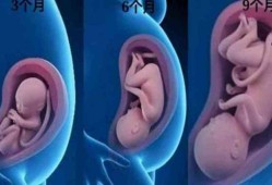 胎儿6个月有多大（胎儿6个月有多大图片）