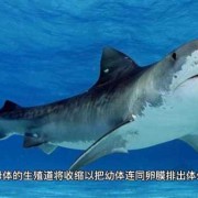 鲨鱼的孕期（鲨鱼是卵生还是胎生？为什么）