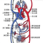 胎儿肺循环（新生儿肺动脉高压能自愈吗）